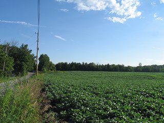 Property photo 16 - 80+/- Acres Land Auction offered in 5 Tracts